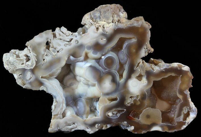 Agatized Fossil Coral Geode - Florida #51640